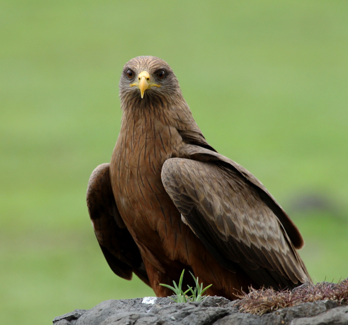 Black Kite