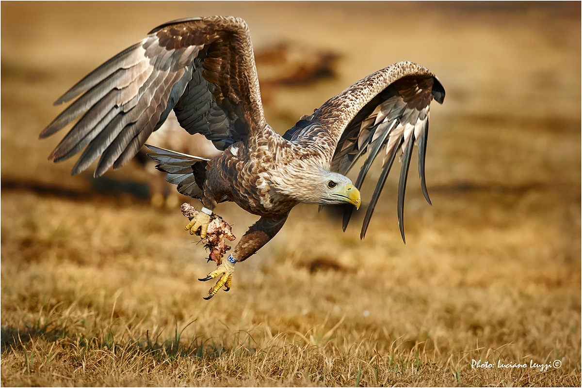 Gandalf (aquila di mare)