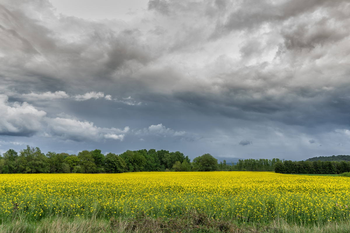 Provenza - Campo giallo