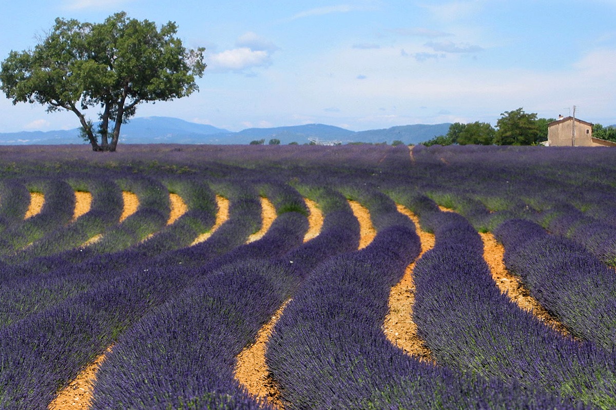 Provence - Lavender field