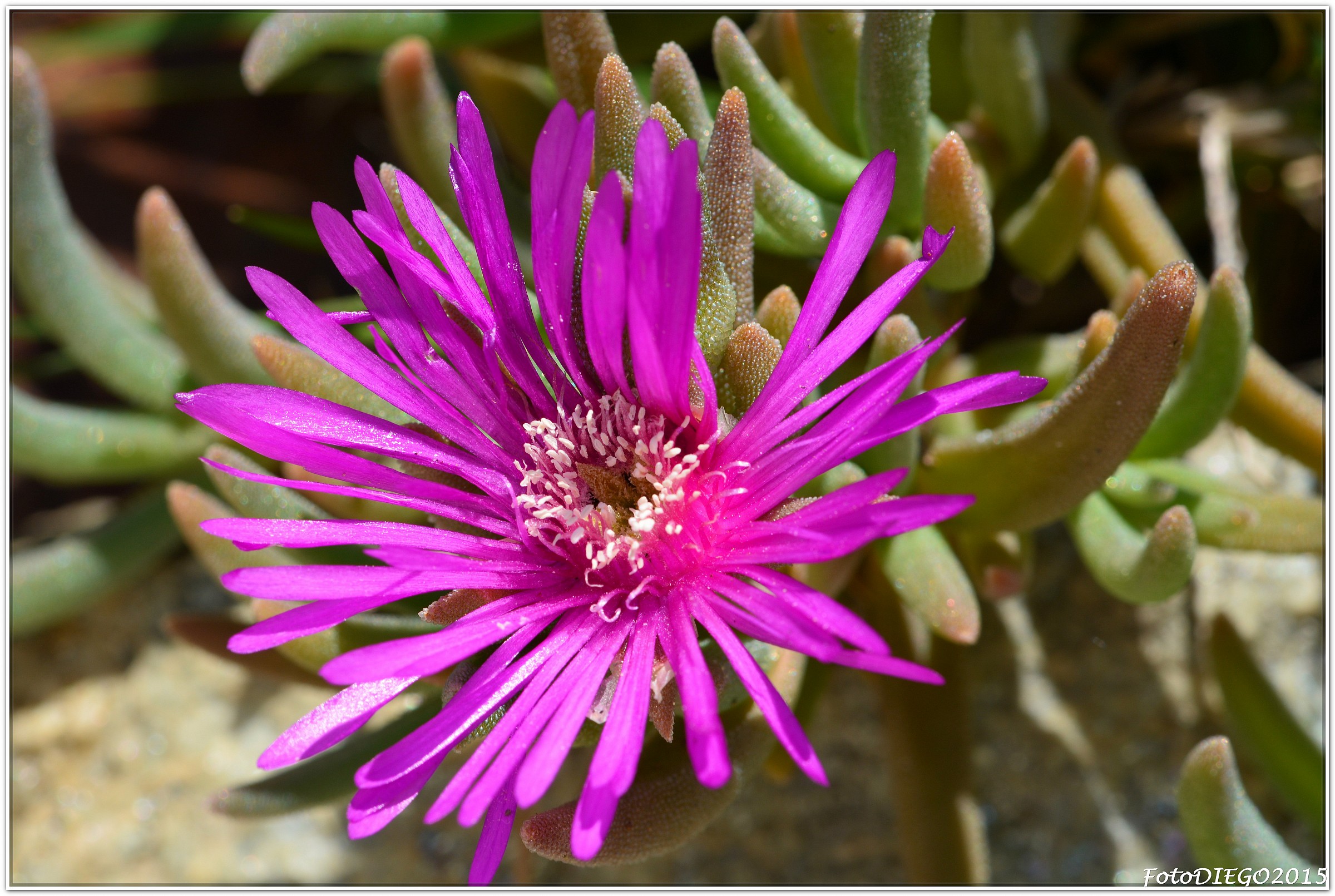 Delosperma