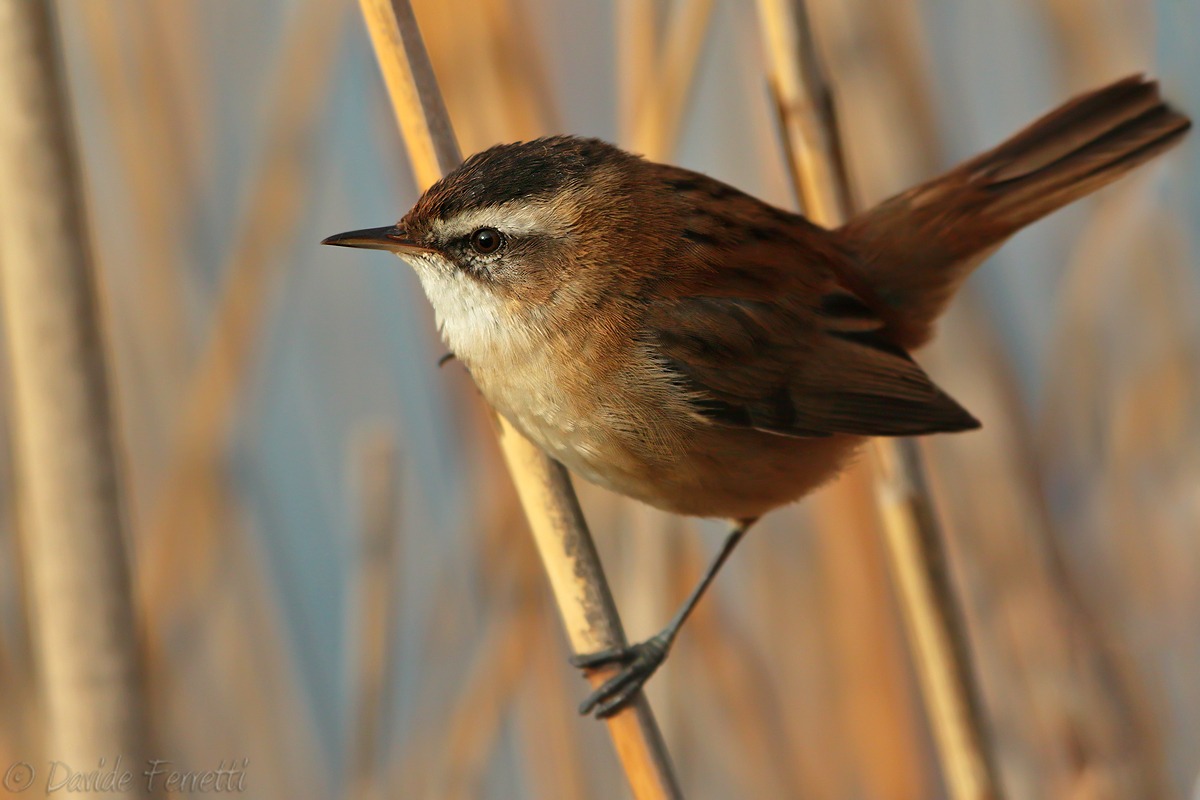Forapaglie castagnolo