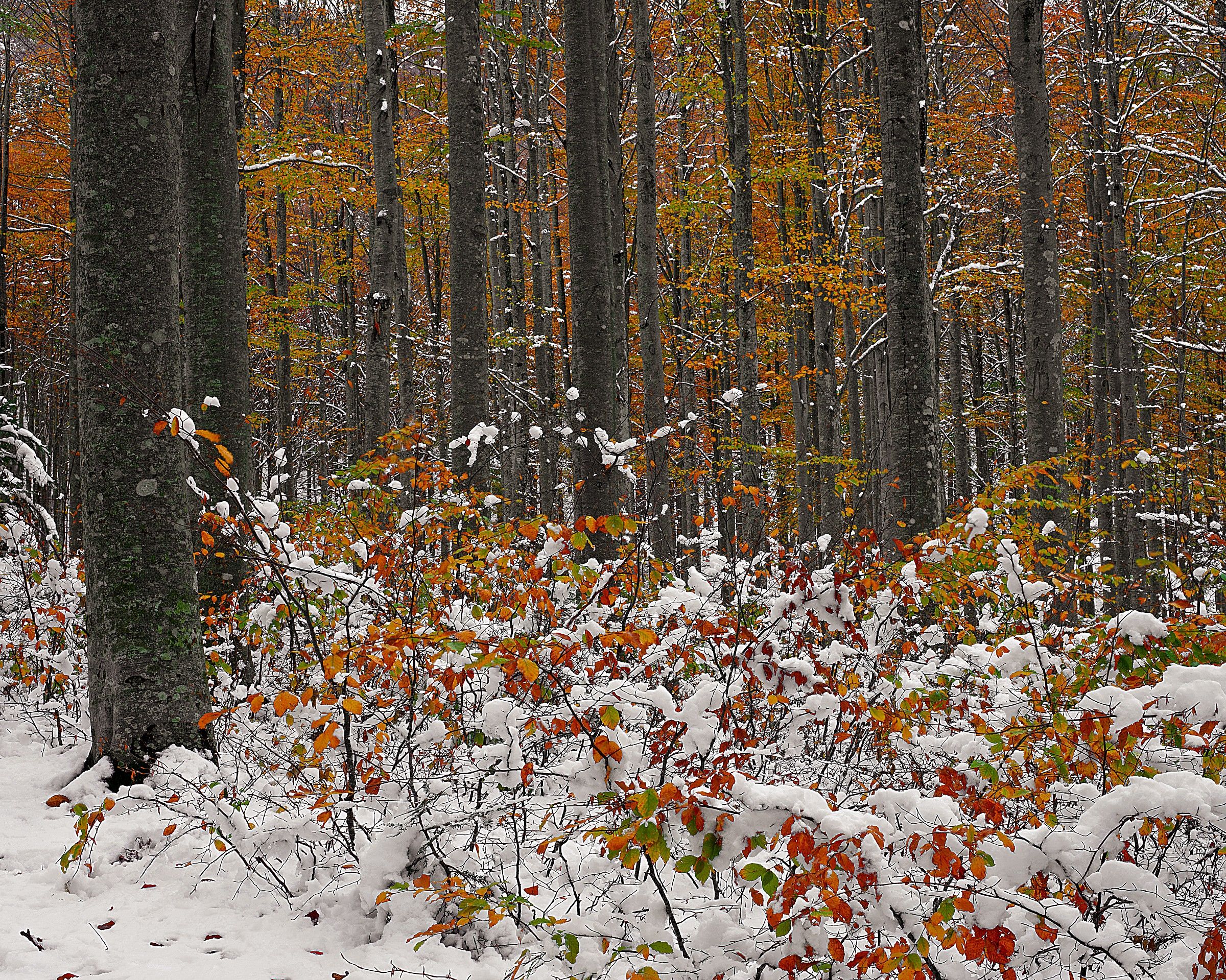 between autumn and winter