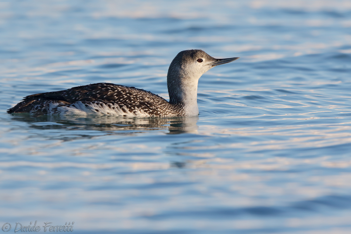 Red-throated Loon
