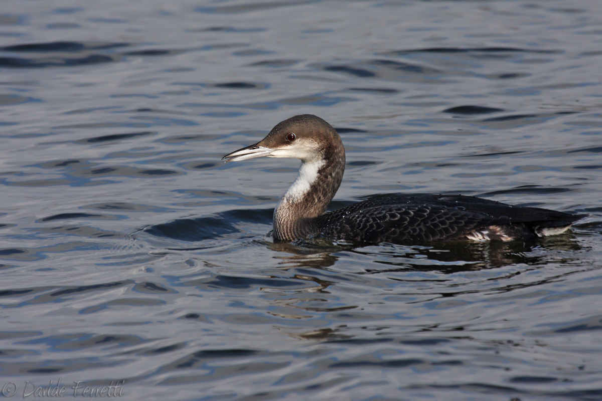 Black-throated Loon
