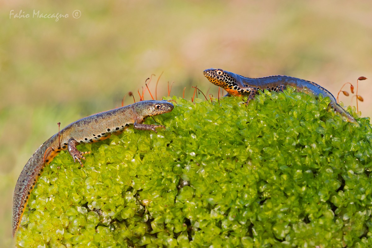 Tritoni alpestri