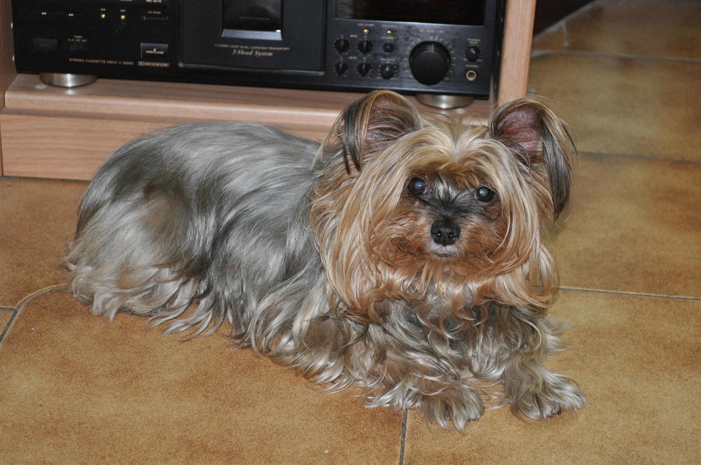 Luna, la mia Yorkshire