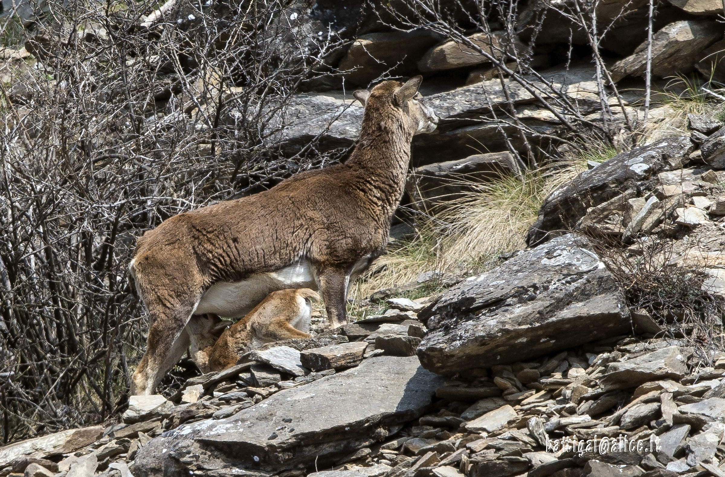Mouflon with small
