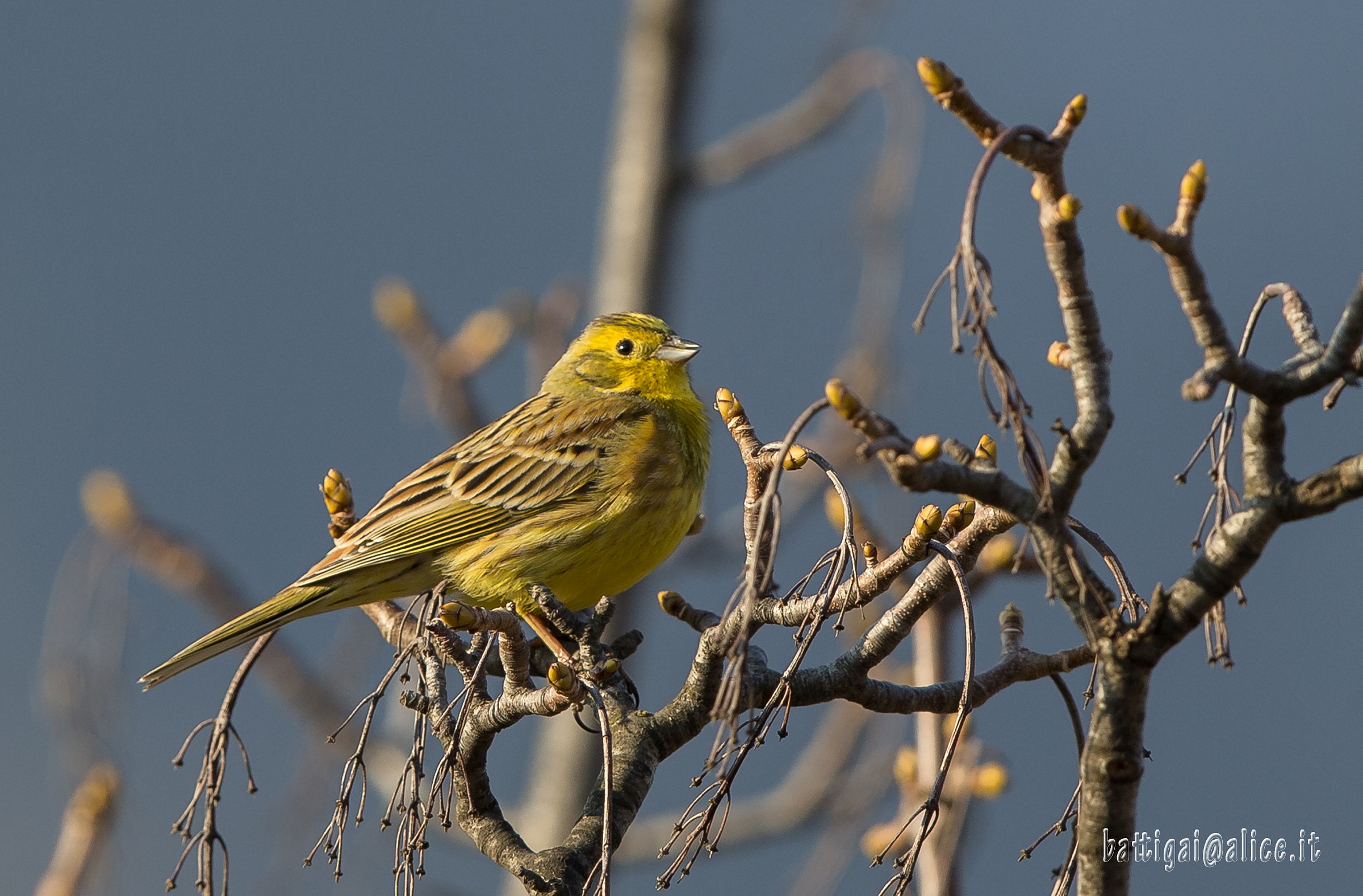 Yellowhammer