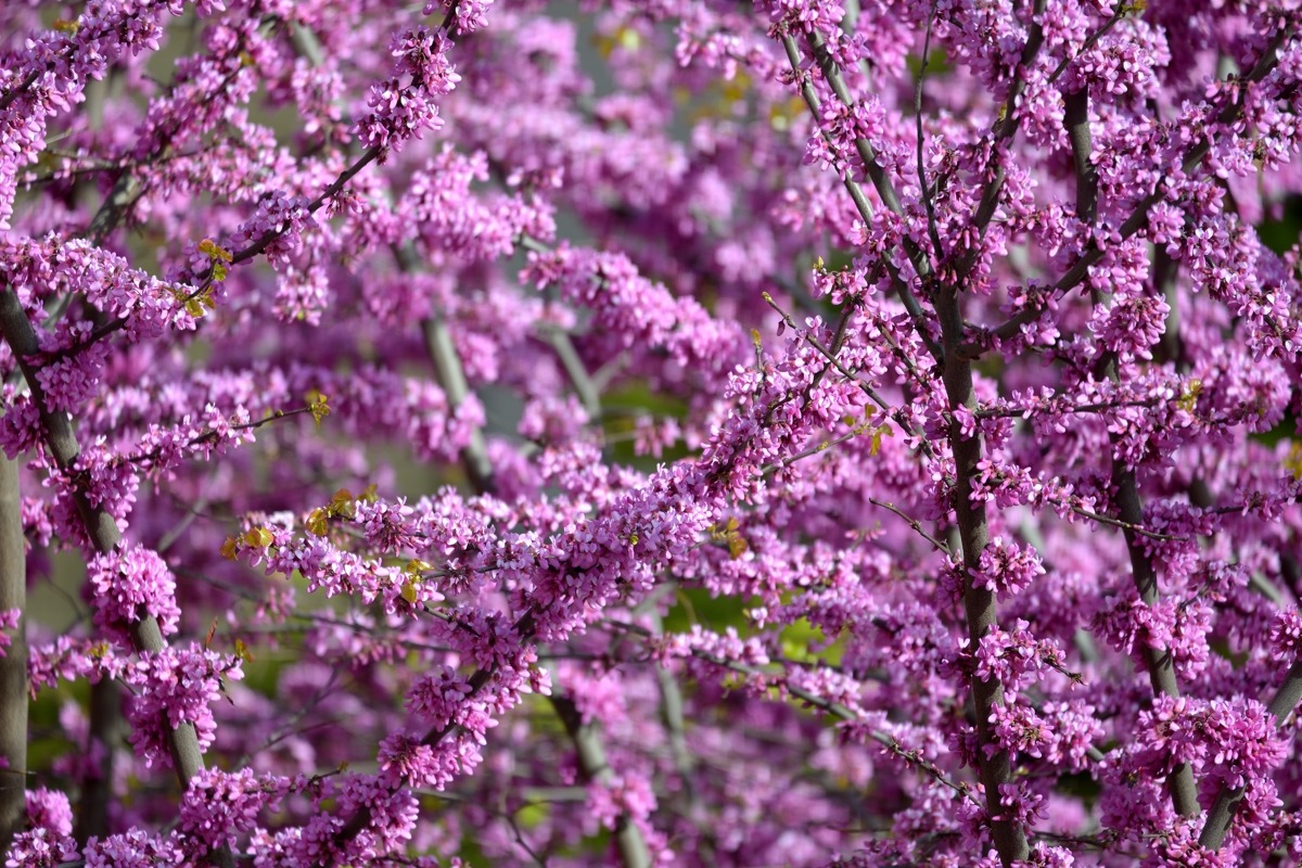 La primavera è arrivata sotto casa