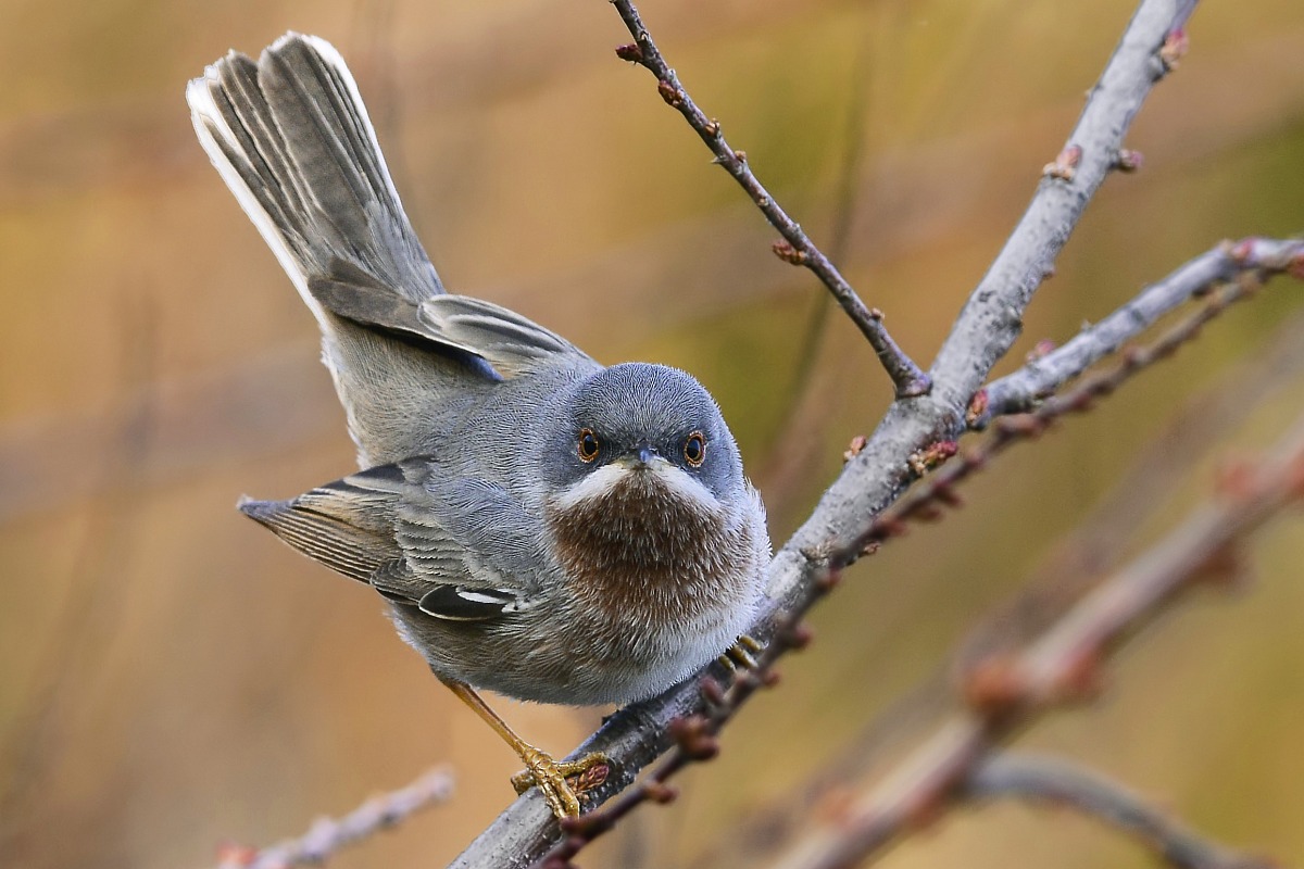 face to face with the subalpine warbler mustachioed