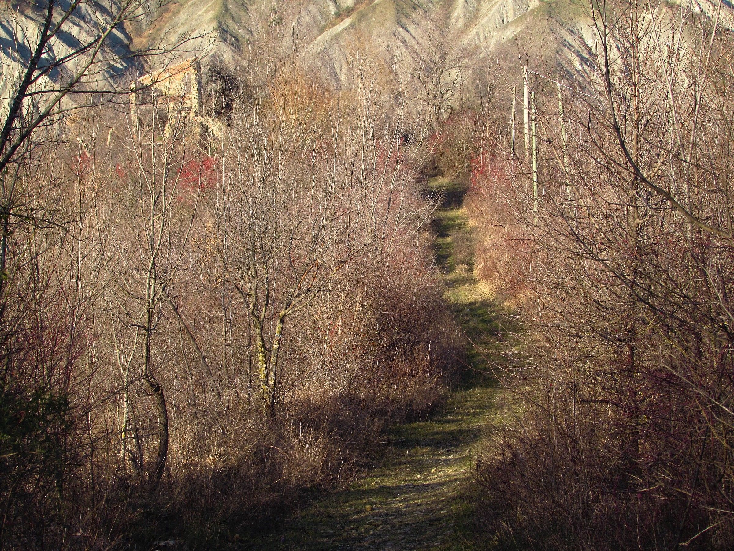 The trail of the wild boars