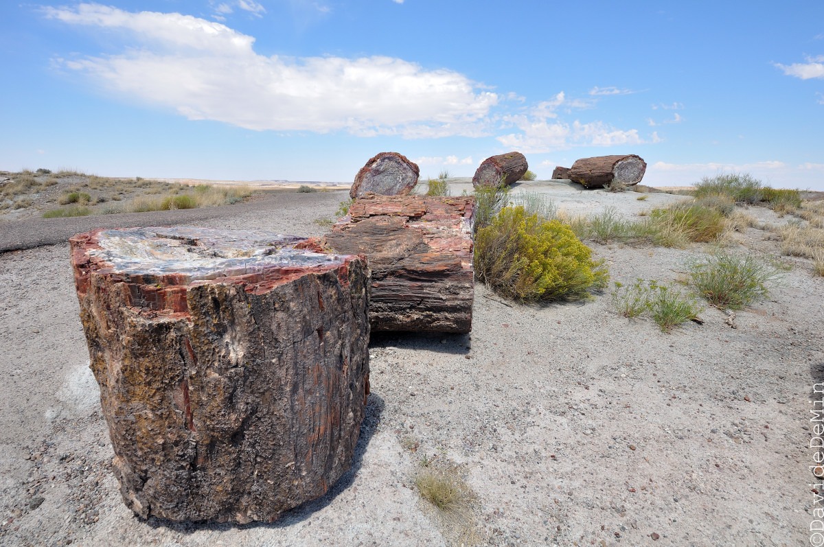 Petrified Forest