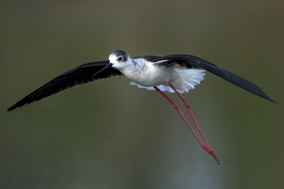 Knight of Italy in flight