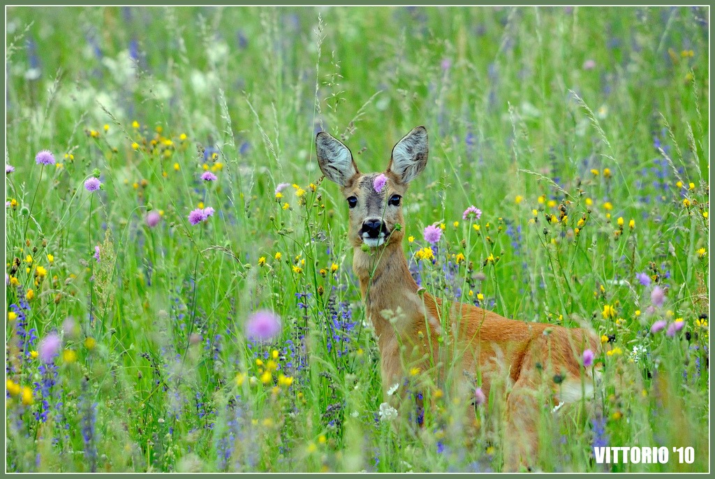 female among the flowers with small