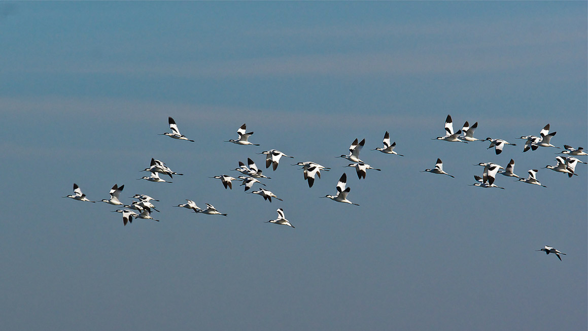 Avocets