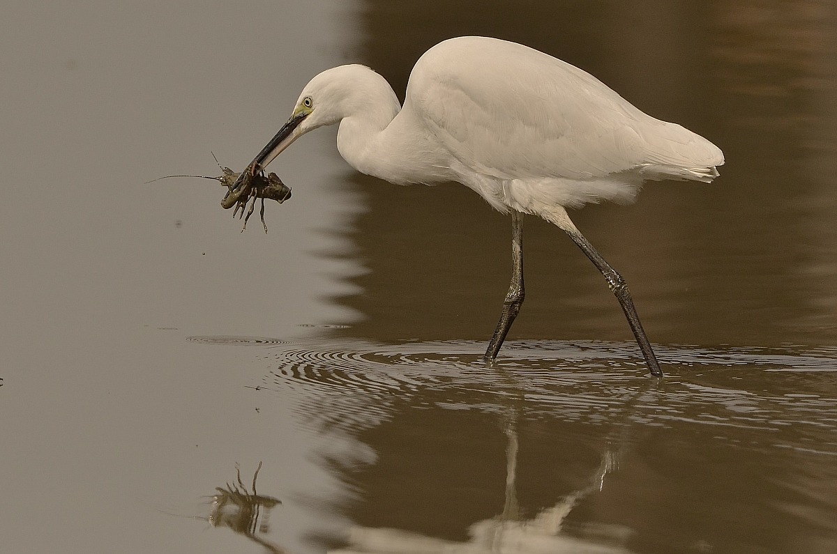 La garzetta e il gambero