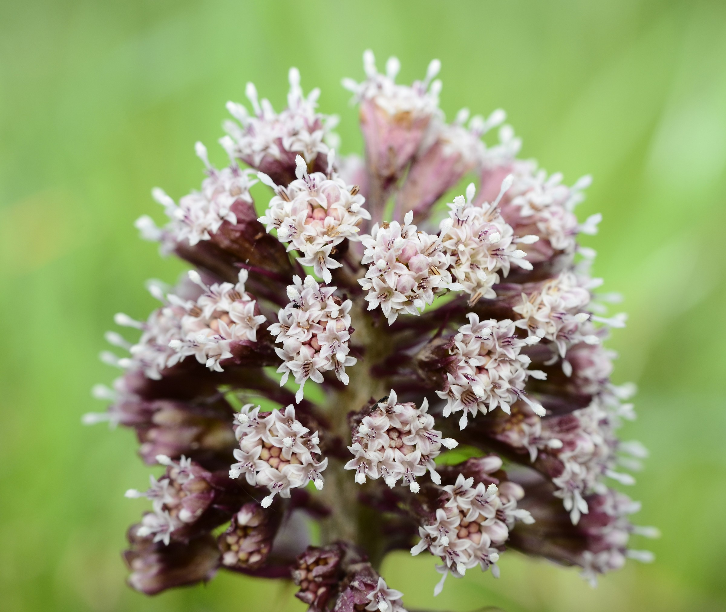 Farfaraccio maggiore - Petasites hybrid