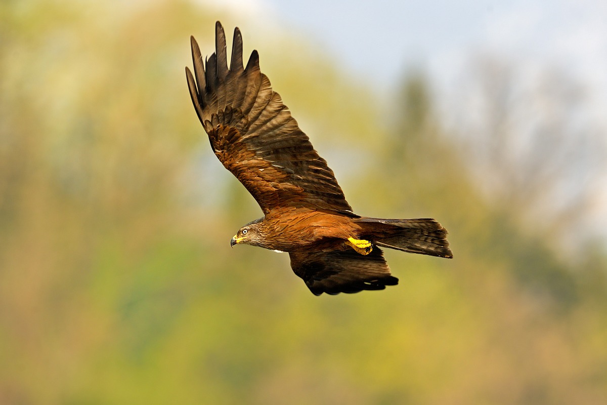 Black Kite