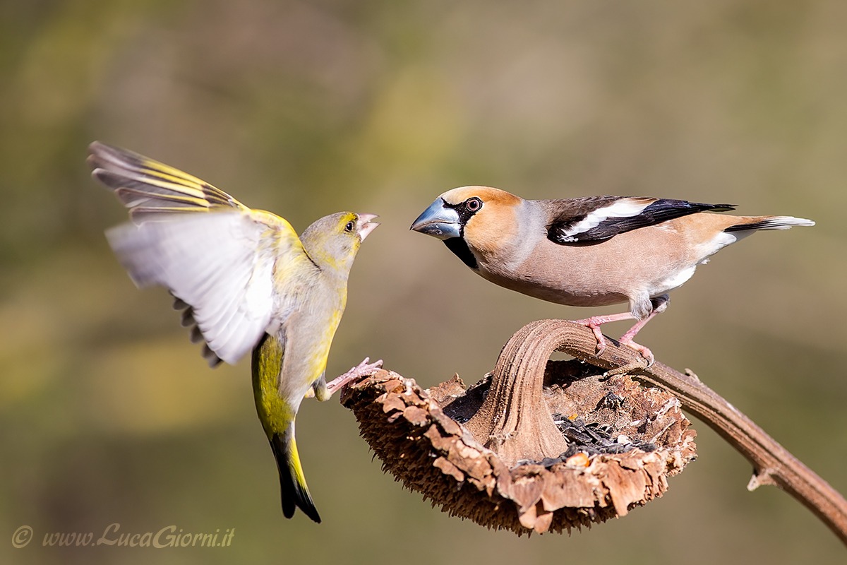 Unequal struggle against .... Verdone Hawfinch