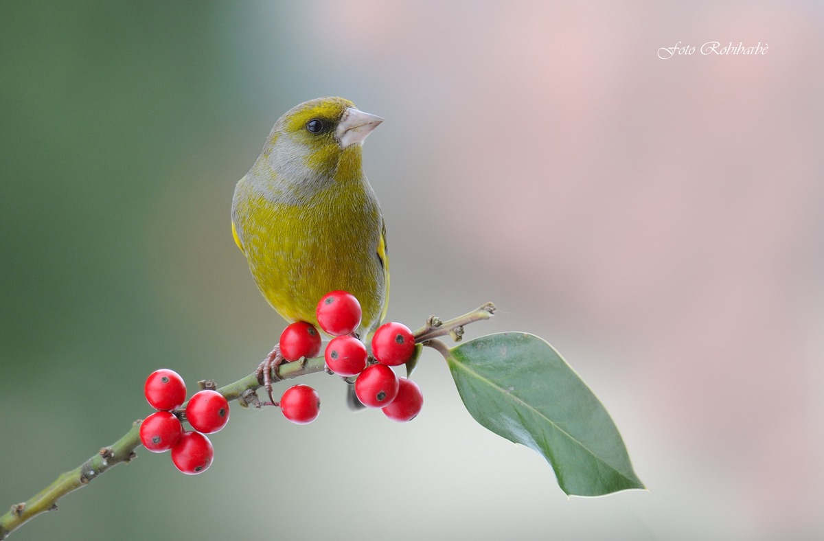 Un agri ...Verdone...