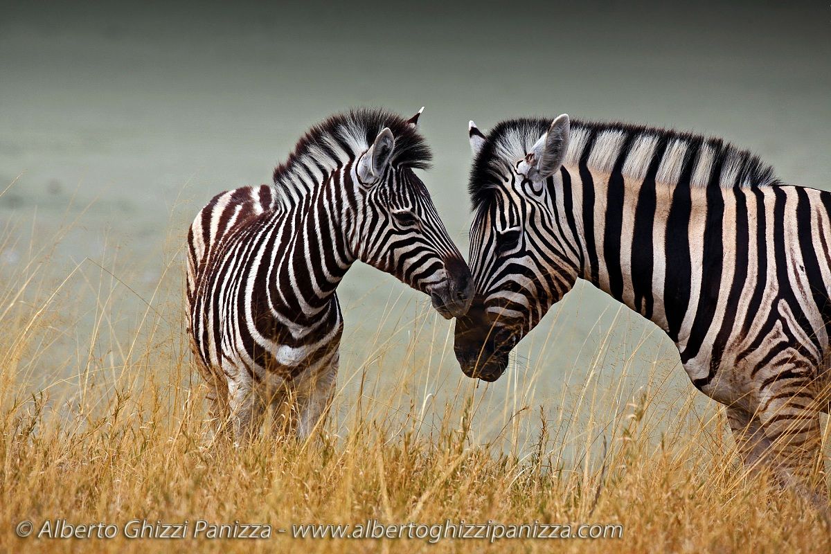 Zebras, Mother and Son