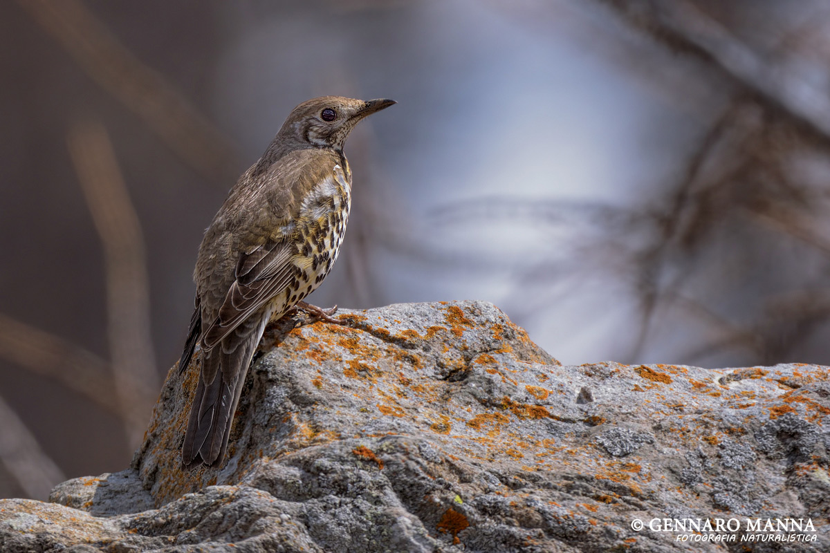 Mistle Thrush (Mistle thrush)