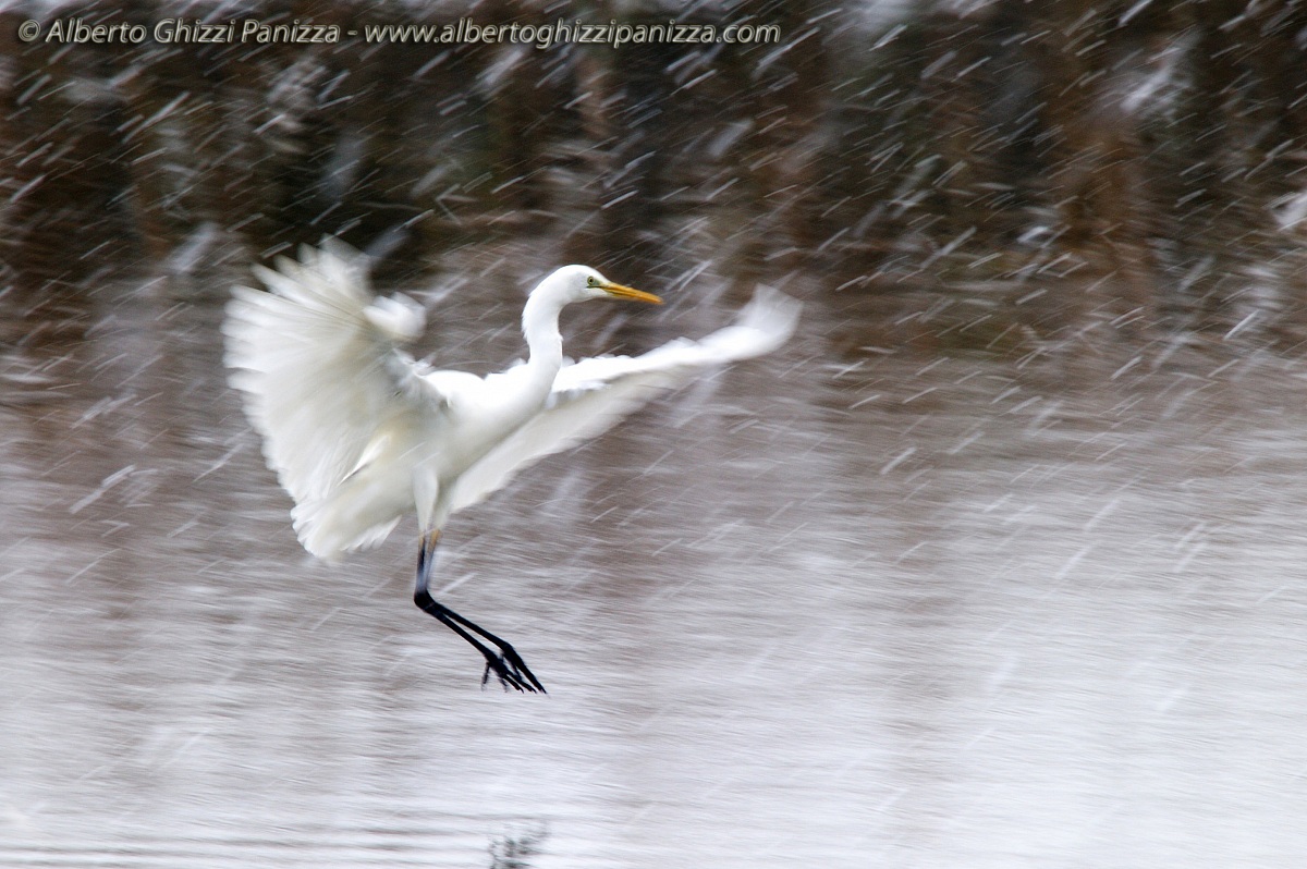 Heron in the snow