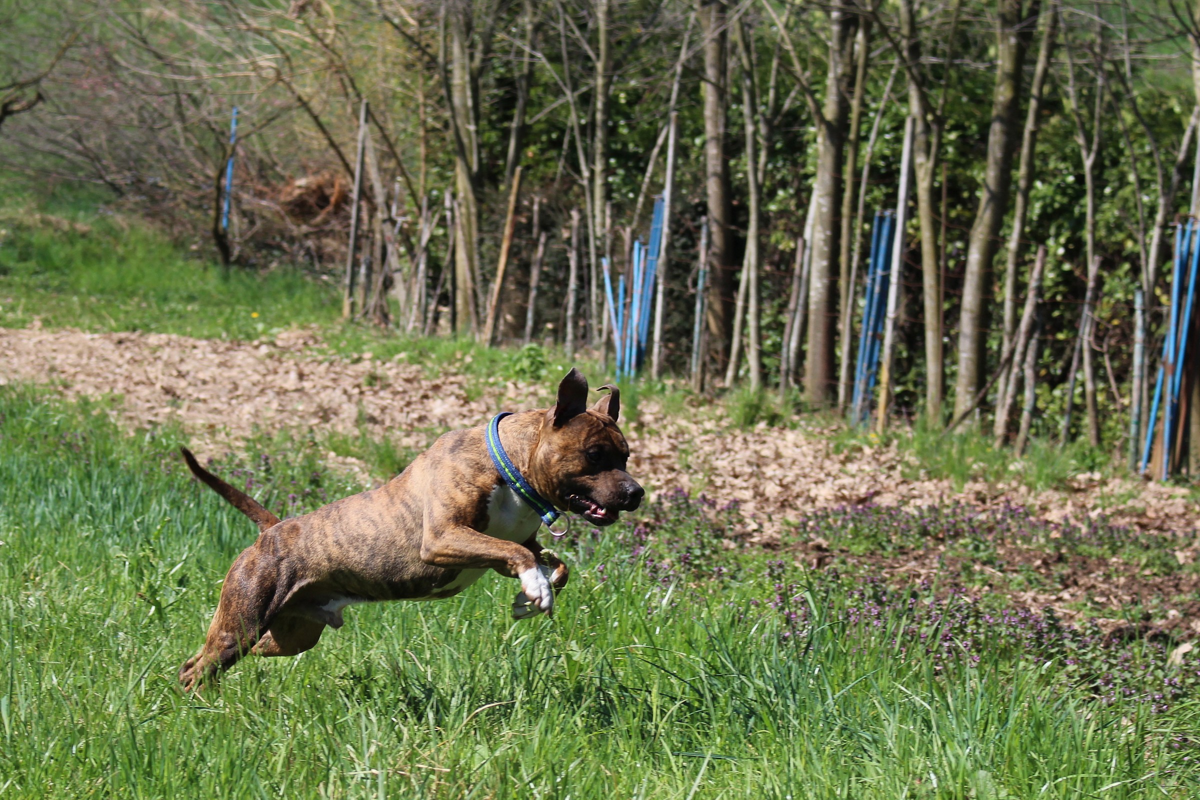 Little Hukleberry fun time