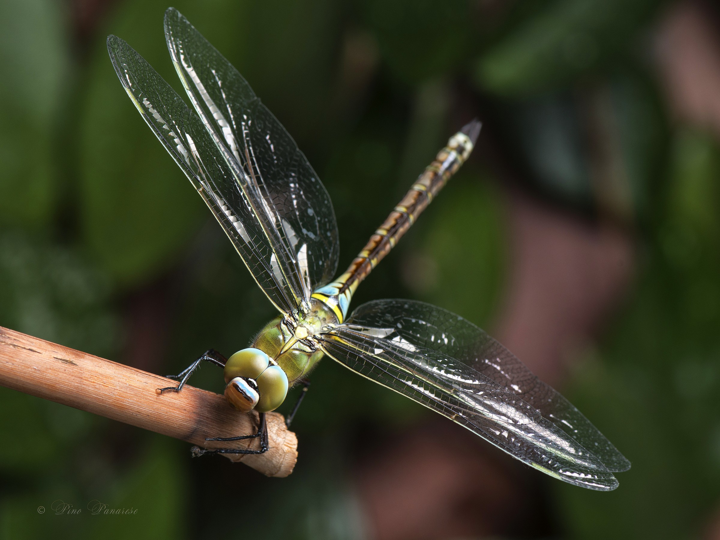 Libellula