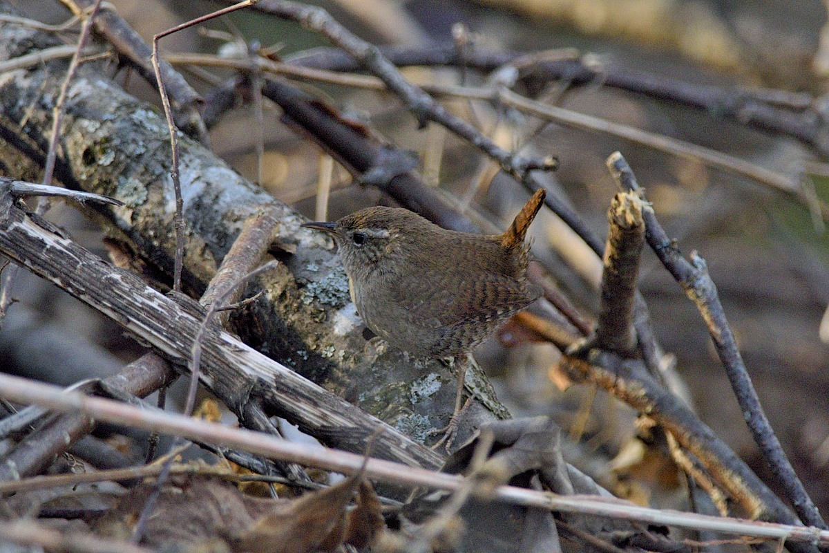 Scricciolo(Troglodytes Troglodytes)