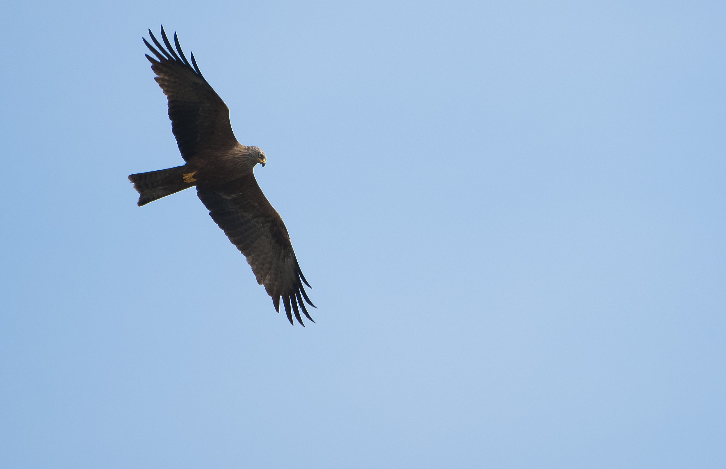 And far away ... a Black Kite !!