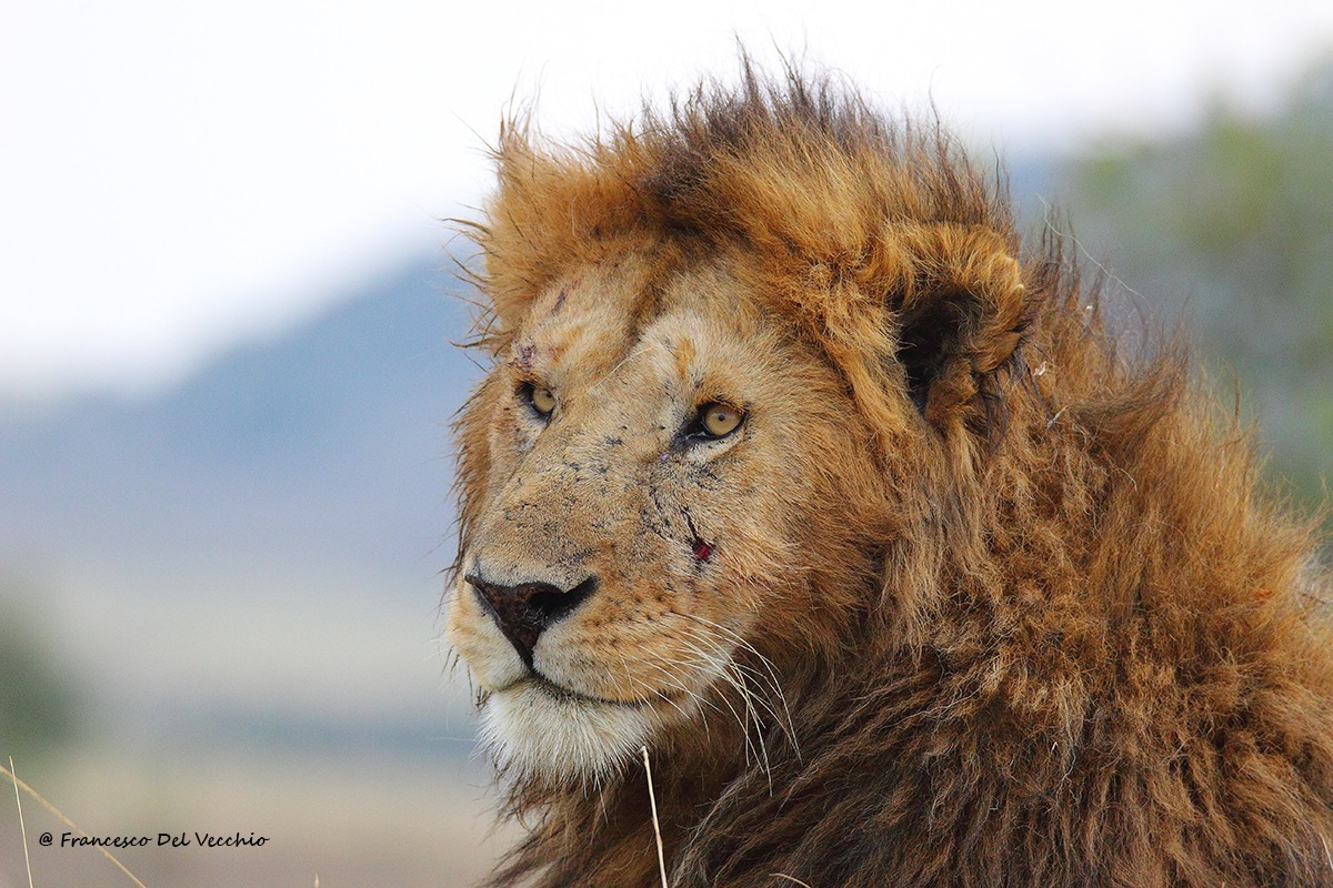 Sikio, leone maschio dominante di Marsh Pride