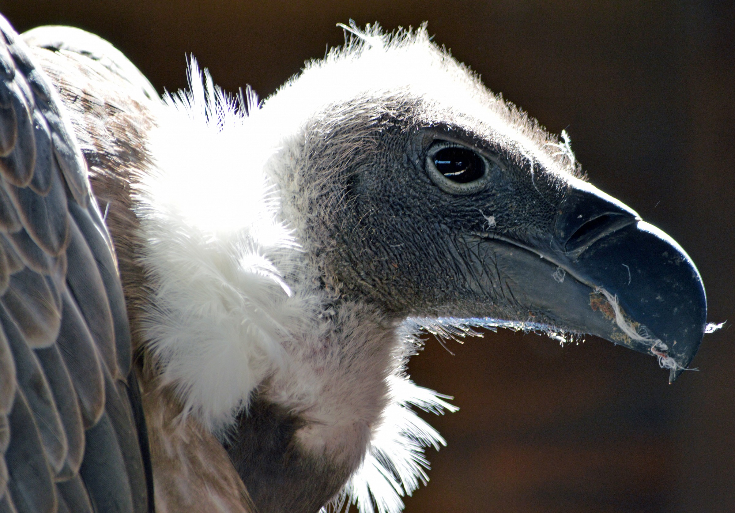 Vulture