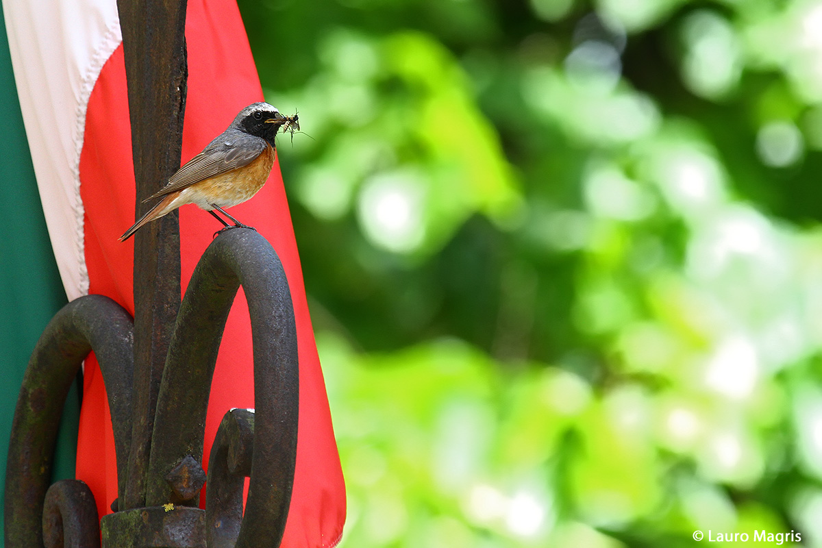 Redstart patriot