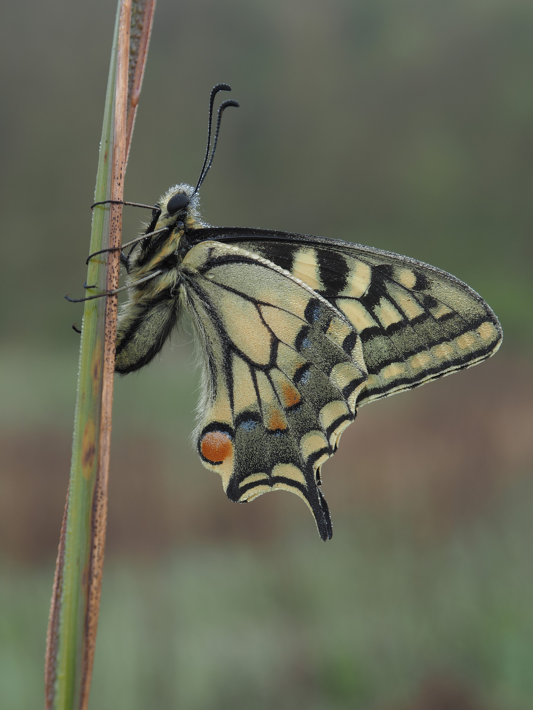 Papilio machaon con EM5 mark2 High Res e mZuiko 12-50mm