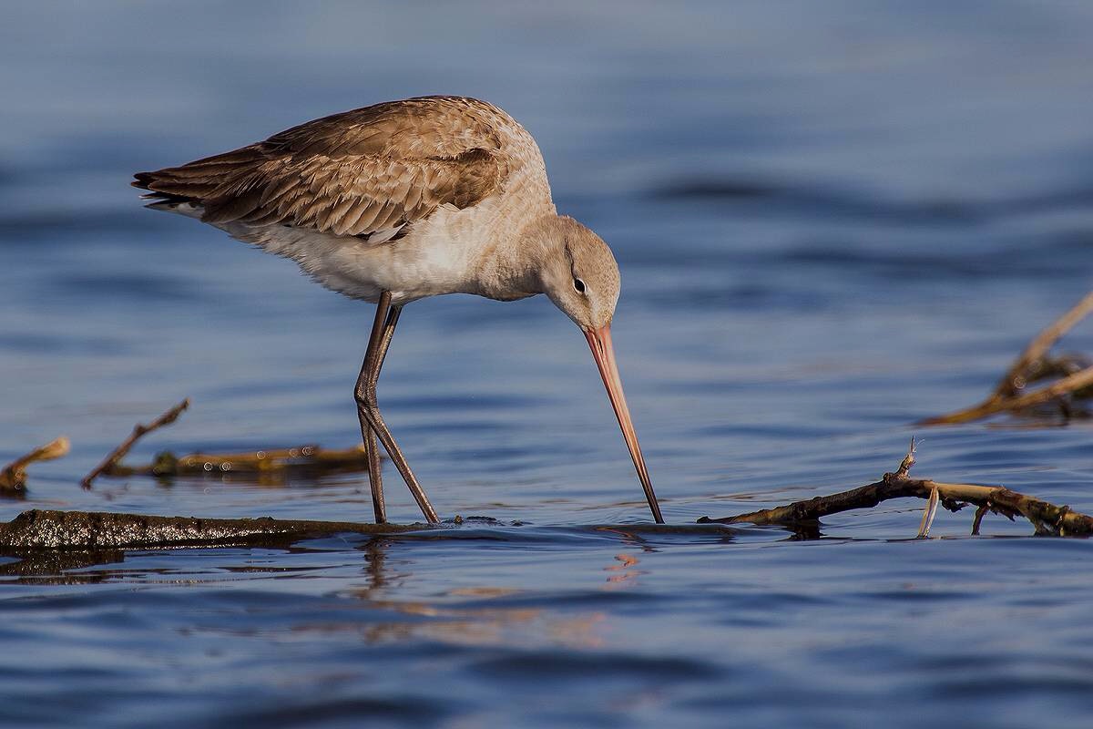Black-tailed Godwit