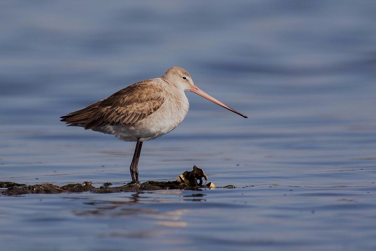 Black-tailed Godwit