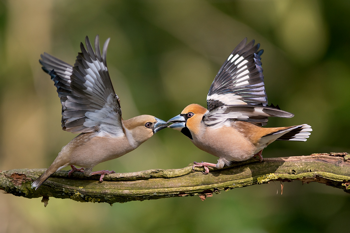 Frosone (Coccothraustes coccothraustes)