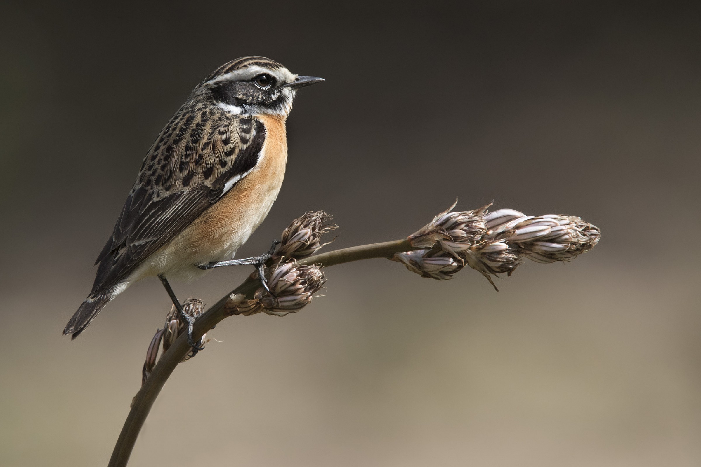 Primo stiaccino della stagione