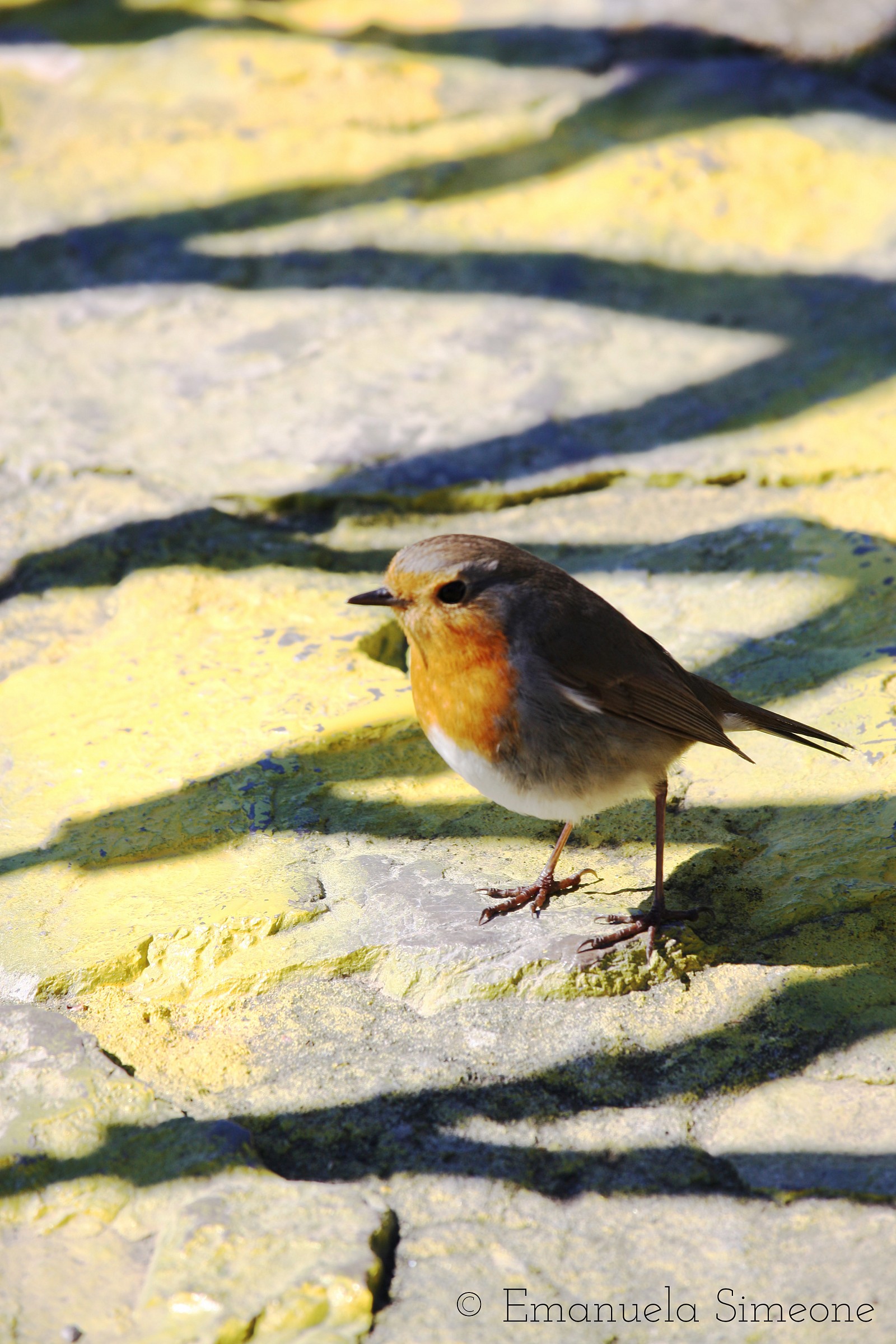 Canon 450d ob. 55-250mm