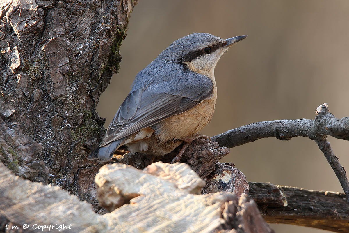 Nuthatch