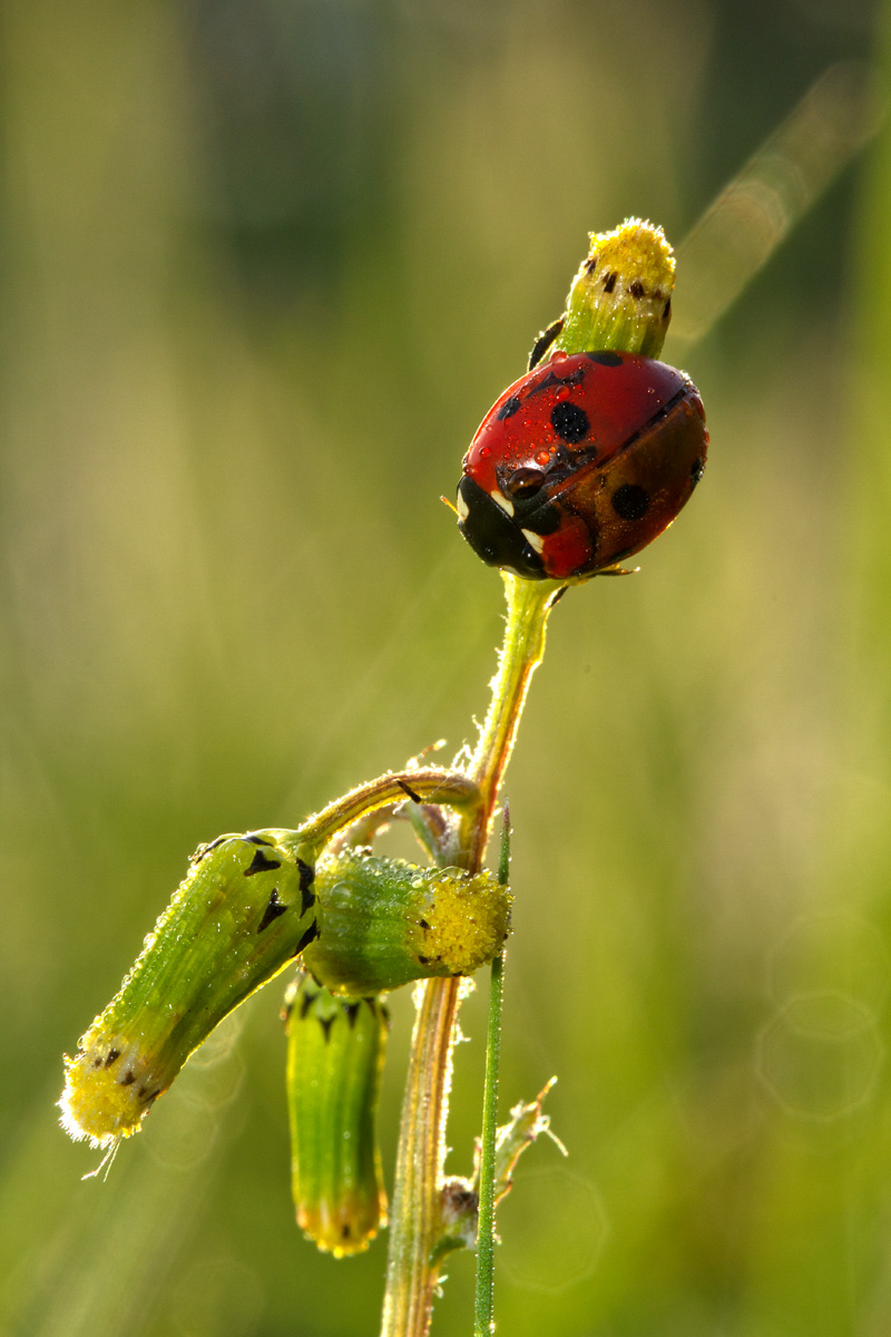 ladybug
