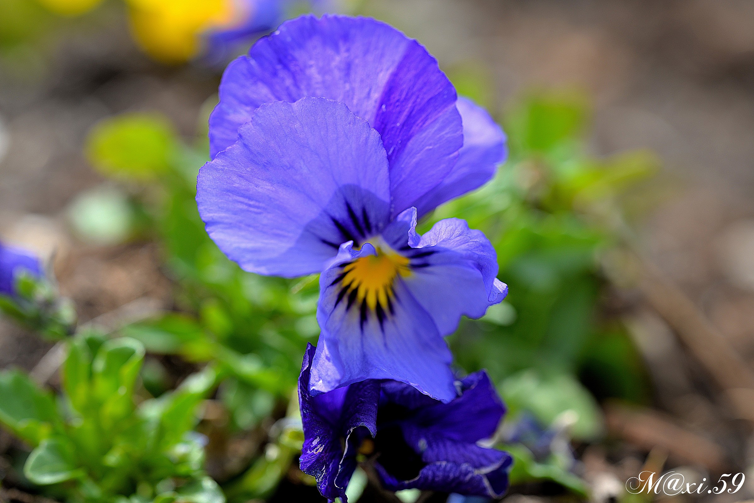 Pansy