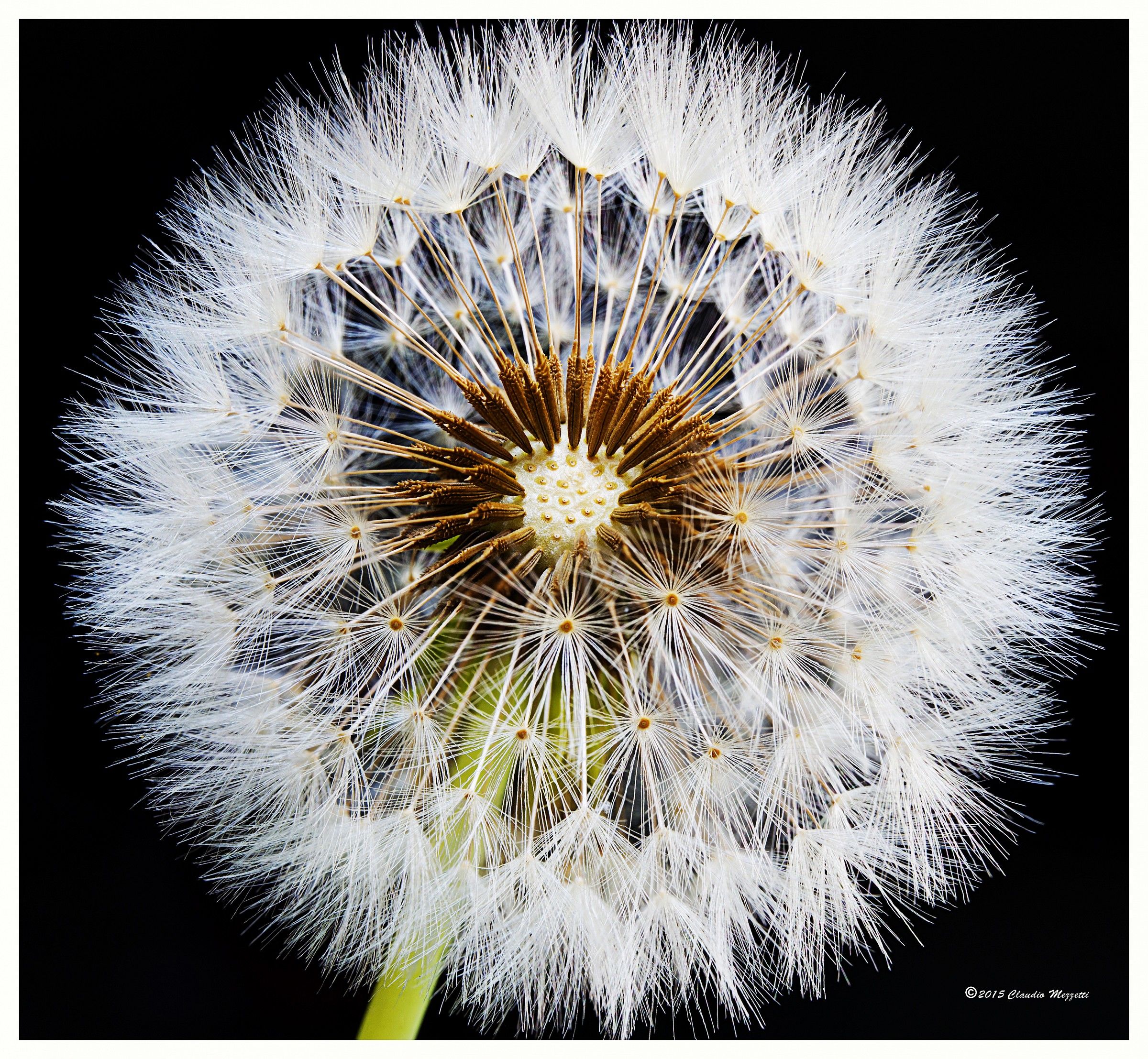 Da un 'idea di Alberto Ghizzi Panizza