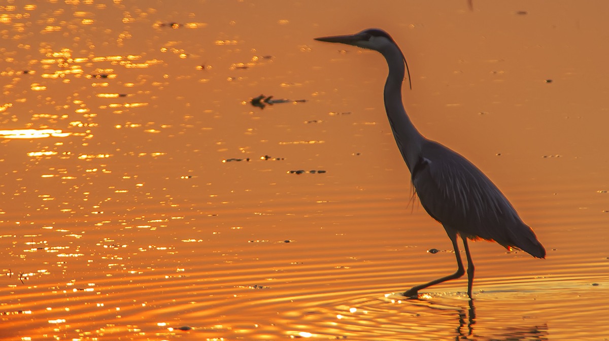 Il mattino ha l'oro in bocca.....