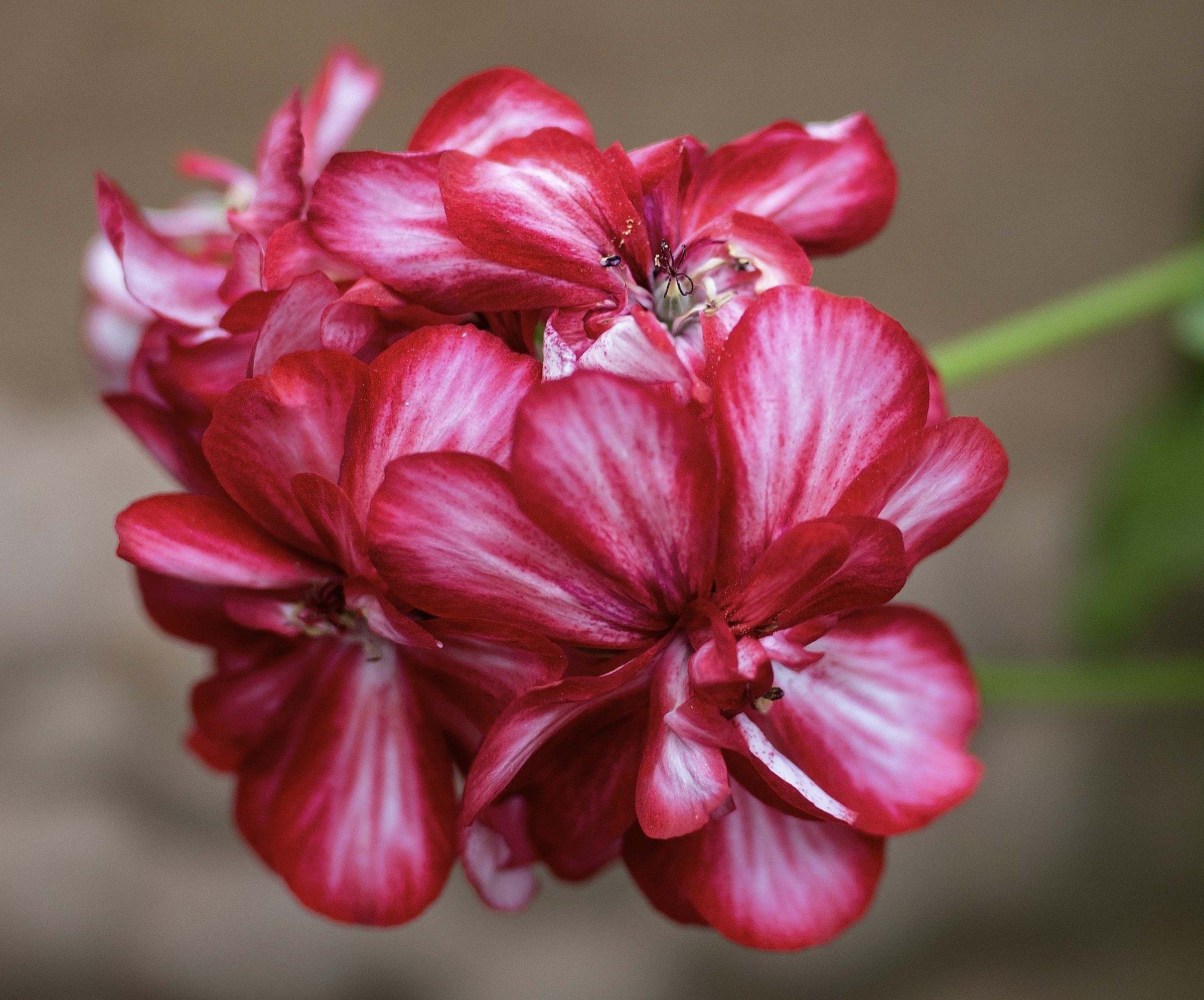 Fiore con Pentax 645z crop