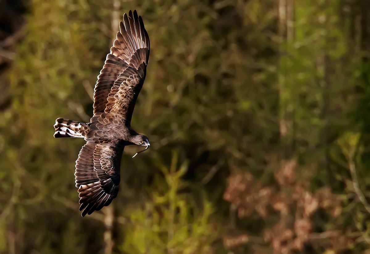 Biancone Welcome back!