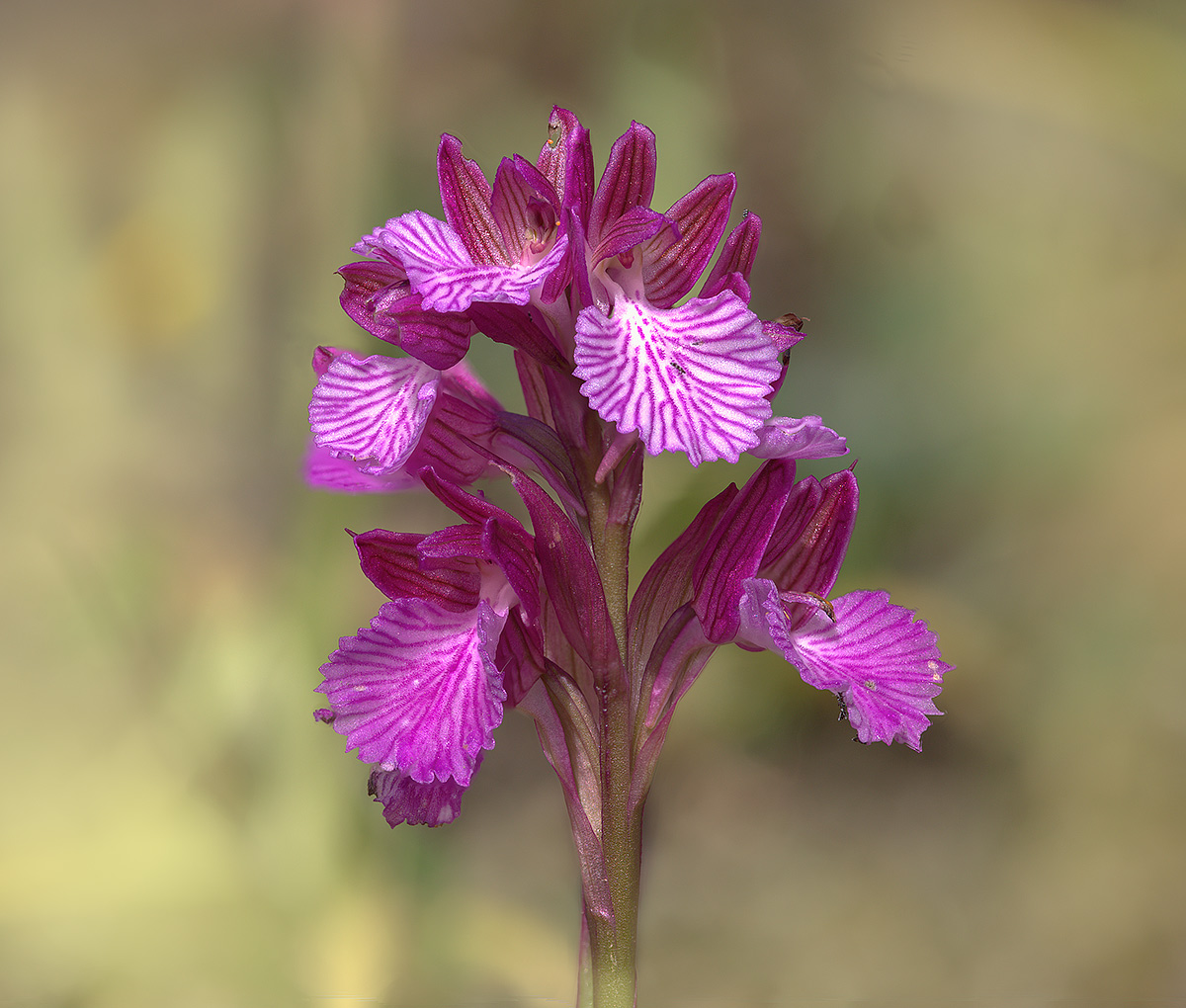 Orchis Papilionacea Stack 15 frames con Helicon focus