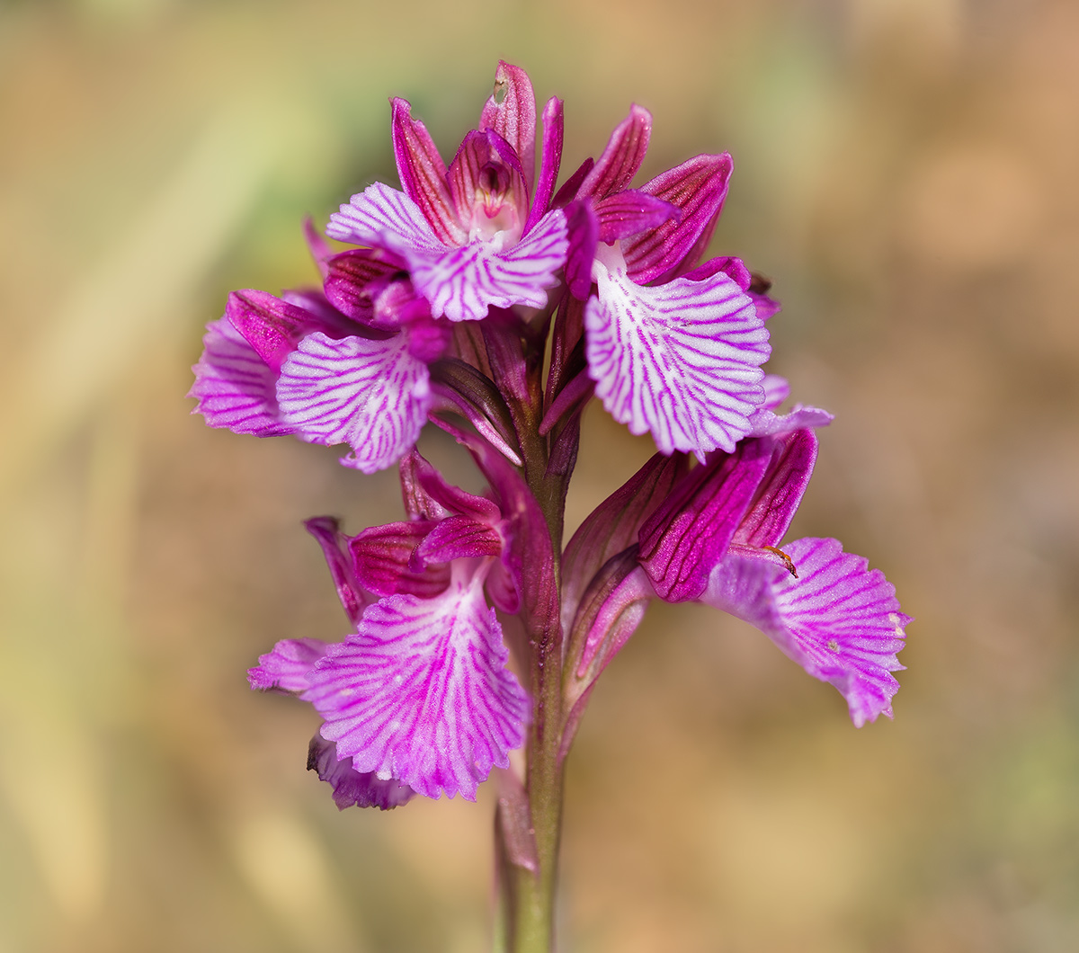 Orchis Papilionacea Stack 15 frames con Helicon focus